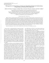 Image result for Rinorea brachypetala