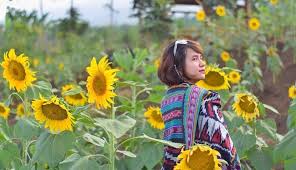 Kebun bunga dimiliki dan dikelola oleh warga lokal yang berprofesi sebagai petani. 4 Kebun Bunga Matahari Yang Bikin Selfie Makin Berseri