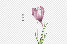 Bunga Merah Muda Lukisan Cat Air Desain Bunga Tulip Ungu Dicat Tangan Png Pngwing