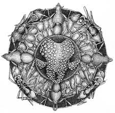 Dacetine Radiation Radial Design Radiation Zentangle Art