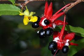 Image result for Ochna atropurpurea