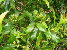 A decision tree is a supervised algorithm used in machine learning. Clove Cultivation Planting Care Harvesting Guide Agri Farming