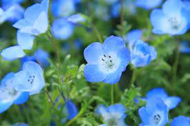 50 beautiful flower meanings that will surprise you. What Blue Flowers Mean Floraqueen Blog