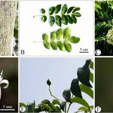 Image result for Toddalia crenulata