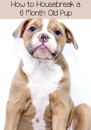 Housebreaking A 6 Month Old Puppy Potty Training Puppy Crate Training Puppy Puppy Training