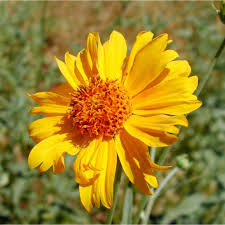 Image result for Verbesina