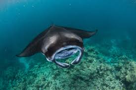 Check out our blue ray manta fish selection for the very best in unique or custom, handmade pieces from our shops. Unfolding The Mysterious World Of The Ancient Manta Ray Intercontinental Hotels Resorts