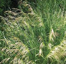 Image result for Deschampsia cespitosa