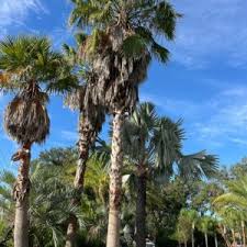Image result for Washingtonia robusta
