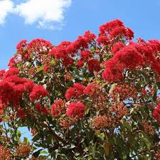 Maybe you would like to learn more about one of these? Red Flowering Gum Seeds The Seed Collection