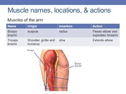 This large muscle of the upper arm is formally known as the biceps brachii muscle, and rests on top of the humerus bone. Muscle Names Movement Ppt Download