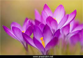 Karanligi Aydinlatan Isik Cicekler Planting Bulbs Daffodils Tulips