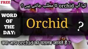 Orchid Meaning In Hindi Urdu Orchid Ka Matlab What Orchid Means Orchid Pronunciation Youtube