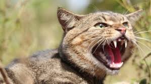 Wiktionary(0.00 / 0 votes)rate this definition War On Feral Cats Australia Aims To Cull 2 Million