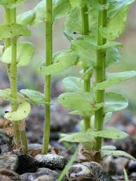 Image result for Tridactyle filifolia