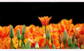 Frische schnittblumen und sträuße aus holland von oranje blumen. Oranje Blumen Foto Bild Natur Makros Natur Kreativ Aufnahmetechniken Bilder Auf Fotocommunity