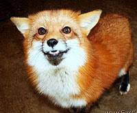 Find what you are looking for or create your own ad for free! Foxes For Sale