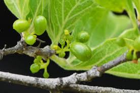 Image result for Afroligusticum