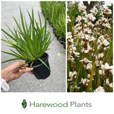 Image result for Hyparrhenia formosa