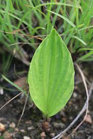 Image result for Nervilia kotschyi