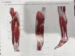 Teach kids about major muscles like biceps and quadriceps, where they are located, and actions they are used for with the labeled diagram on this worksheet. Labeling 1 Label The Muscles Of The Anterior Chegg Com