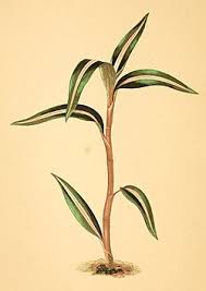 Image result for Zeuxine elongata