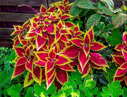 Image result for Coleus tetragonus