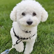 TOP 10 BEST Puppy Socialization Classes in Lake Oswego, OR