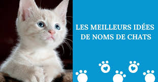 Le choix d'un nom de chat est donc très libre et personnel. Nom De Chat Les Meilleurs Listes De Prenoms De Chats Univers Chat