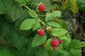 Image result for Rubus