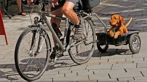 Fahrradfahren Mit Hund So Geht S Wetter De