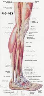 It consists of bones, meniscus, ligaments, and tendons. 83 Ligaments And Tendons Ideas In 2021 Muscle Anatomy Medical Anatomy Anatomy And Physiology