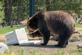 Zoo in west yellowstone, montana. The Grizzly Wolf Discovery Center In West Yellowstone Montana Check It Off Travel Custom Travel Planning