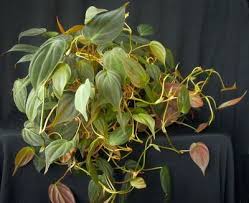 Philodendron Hederaceum Micans Heart Leaf Philodendron Plants Philodendron Plant Hanging Plants