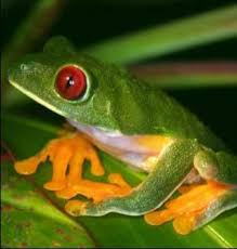 Maybe you would like to learn more about one of these? Pin On Frogs