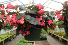 Bees hold an undisputed attraction for the flowers, the colour, shape and copious amounts of nectar are among their favourites. Shade Hanging Baskets Hanging Baskets Annuals Plants Flower