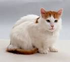 Turkish Van Cats | Turkish Van Cat Breed Info & Pictures ...