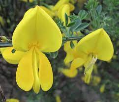 Broom Wild Flower Finder