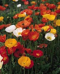 Feb 19, 2021 · the papery texture and brilliant colors of poppy blooms give this plant nirvana status for some gardeners. Our Favorite Poppy Flower Seed Page