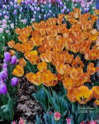 Happy Nature L Ve Tuesday Flowerpower Was The Theme This Year At The Philadelphia Flower Show To Say I Was In Flower Show Philadelphia Flower Show Flowers