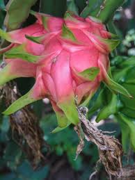 Despite the new weather, it is very hot outside. Dragon Fruit Queen Of The Night