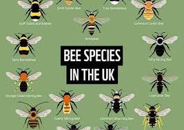 Distinctive yellow and black bands and a white tail. Mining Bee Anne Clark Handmade