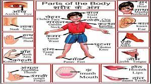 A collection of name of all parts of the body with their meaning in hindi and english. Body Parts Name Hindi And English Youtube