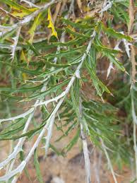 Image result for Berkheya carlinopsis