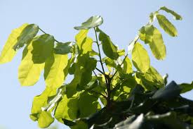 Image result for Pseudospondias microcarpa