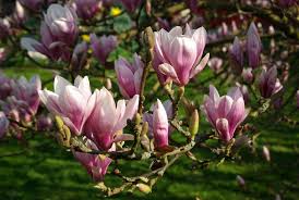 Image result for magnolia soulangeana