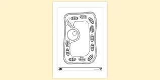 Worksheets are cell ebrate science without work cell structure plant and animal cells what are cells ask a biologist the cell picture labeling exercise bones of the axial and. Plant Cell No Labels Colouring Sheet Colouring Sheets