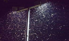 Leds Attract 50 More Insects And Could Damage Ecosystems Daily Mail Online