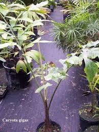 Caryota Gigas Rare Palm