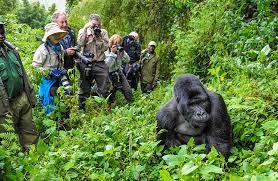 Mountain Gorilla Trekking in Rwanda